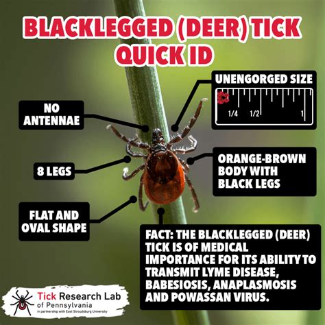 tick testing near me